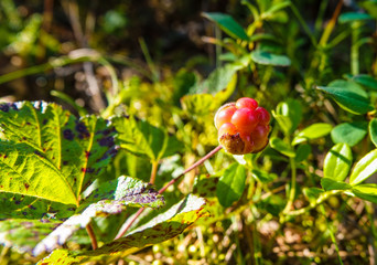 A ripe orange cloudberry fruit. Season: Summer. Location: Western Siberian taiga.