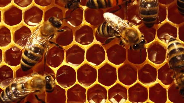 Honey comb with pollen, honey and nectar. Extracting Honey. Worker bees on honeycombs macro.