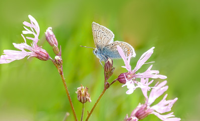 butterfly on flower