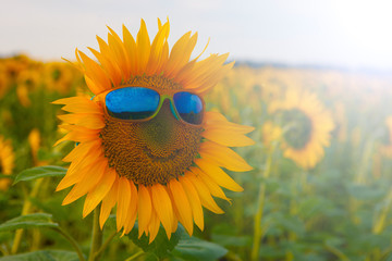 Orange sunflower with a smile in yellow sunglasses with blue glasses in a field of sunflowers