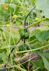 Dark green warted ornamental gourds growing on spiky vines