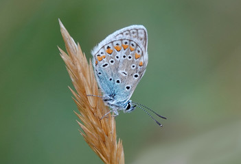 butterfly on flower