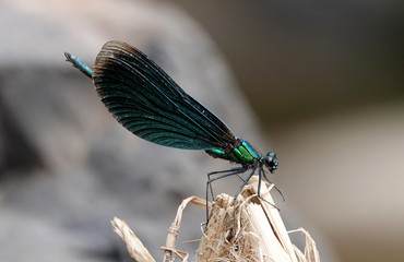 dragonfly on leaf
