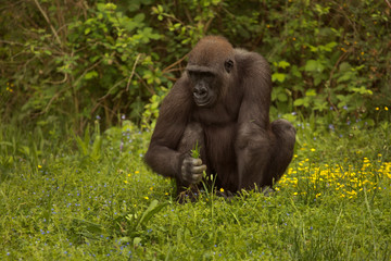 Western gorilla (Gorilla gorilla) in zoo.