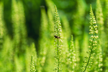 Beautiful rural landscape with sunrise over a meadow. Soft focus