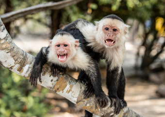 MONOS CAPUCHINOS EN UN TRONCO DE LA PLAYA