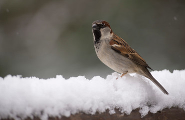 Sparrow, little bird that can be found around the world. Brown, small and friendly.