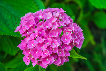 Beautiful purple hydrangea in bloom