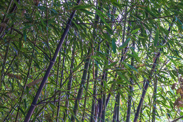 Black bamboo stems