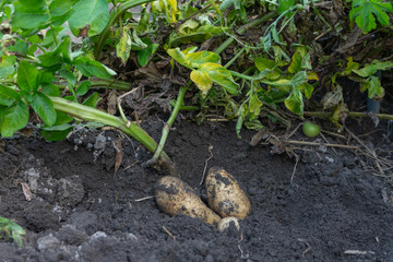 Obraz premium Potato harvest