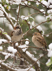 Sparrow, little bird that can be found around the world. Brown, small and friendly.