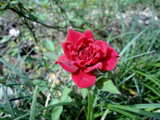 red rose in the garden