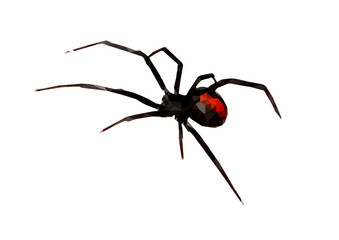Red back spider