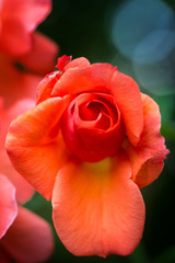 natural floral background scarlet, crimson, purple, rose closeup