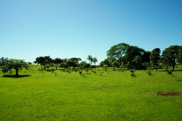 Beautiful morning light in public park with green grass field