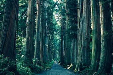 神社巡りのコツとおすすめの参拝コースとプラン