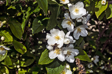 Jasmine flowers with a bee
