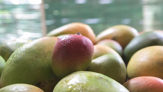 Dolly in and closeup of a person picking up a red mango from a pile of mangoes