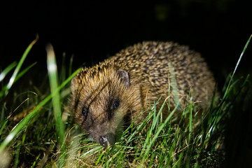 Igel im Gras von vorne