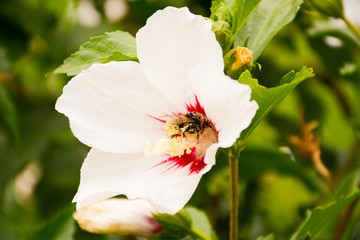   A bee collecting nectar sitting on a white hibiscus flower