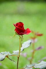 Fototapeta premium Beautiful red rose bud on a blurry green background
