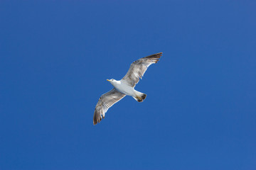 Seagull flying in the blue sky