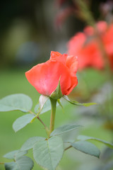 Beautiful light red rose on a blurry green background