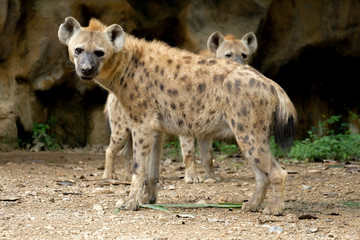 Hyena