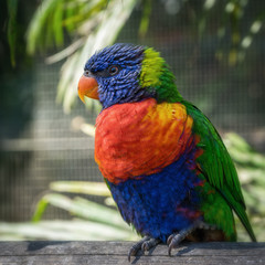 Rainbow lorikeet 