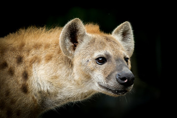 Hyena