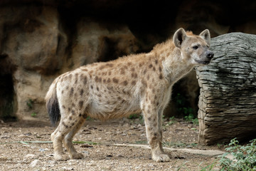 Hyena