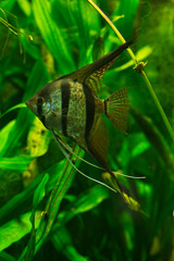 Angelfish freshwater angelfish (Pterophyllum scalare).