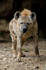 Hyena