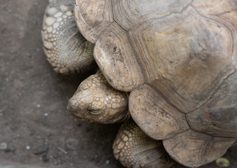 tortoise, turtle, animal, reptile, shell, nature, slow, wildlife, giant, old, wild, desert, head, galapagos, zoo, land, testudines, brown