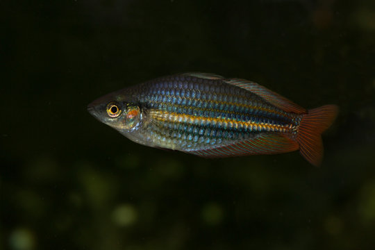 Dwarf rainbowfish (Melanotaenia praecox) in aquarium.