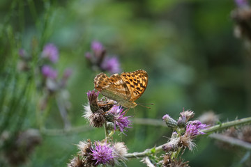 Schmetterling auf Blüte