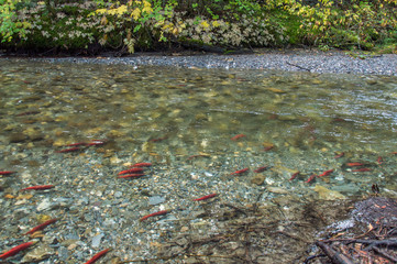Wild salmon swimming upstream in a shallow river in the fall