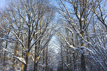 Snow-covered Park on a clear day at sunset.