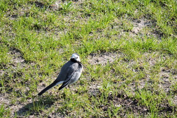 A portrait of a male white wagtail, ruffled feathers, lowered wings, green grass in the background