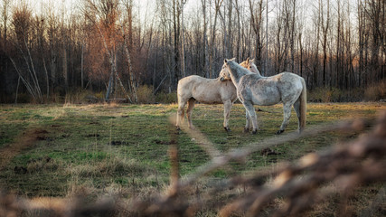 Two horses cuddling in fall season