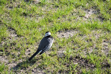A portrait of a male white wagtail, ruffled feathers, lowered wings, green grass in the background