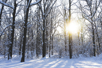 Snow-covered Park on a clear day at sunset.