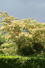 Persian Silk Tree in bloom in the garden. Albizia julibrissin with pink flowers on summer