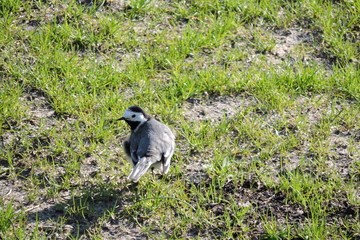 A portrait of a male white wagtail, ruffled feathers, lowered wings, green grass in the background