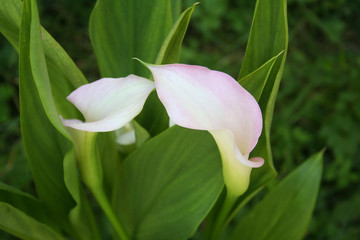 Pale pink Calla lilies in the garden. Zantedeschia aethiopica in bloom