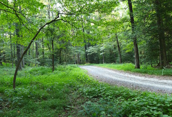Fototapeta na wymiar Path Through Woods