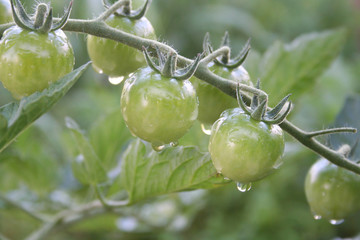 Unripe green tomatoes covered by raindrops in the vegetable garden.