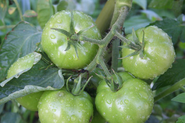 Unripe green tomatoes covered by raindrops in the vegetable garden.
