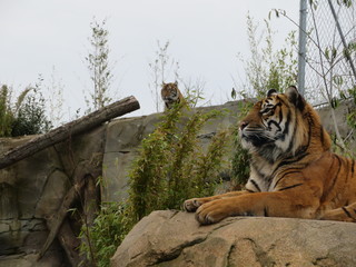 tigers in zoo