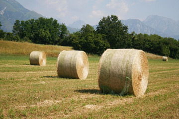 Dry hay bales in the meadow. Alfalfa field harvested on summer in northern Italy